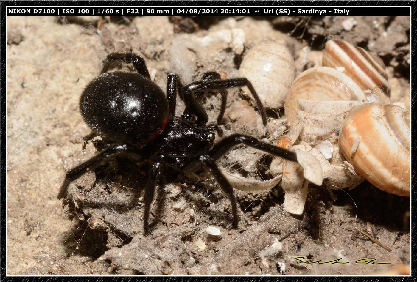 Steatoda paykulliana (Walckenaer, 1805)